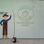 Orech kráľovský (Juglans Regia) ´LARA´ - výška 130-160 cm, kont. C10L